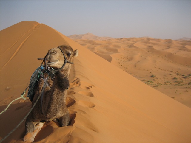 Retire Before Dad Story Camel Retire Before Dad Story Camel