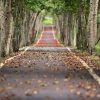 Create Multiple Income Streams for Security and Wealth TreesRoad