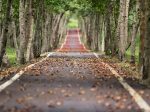 Create Multiple Income Streams for Security and Wealth TreesRoad
