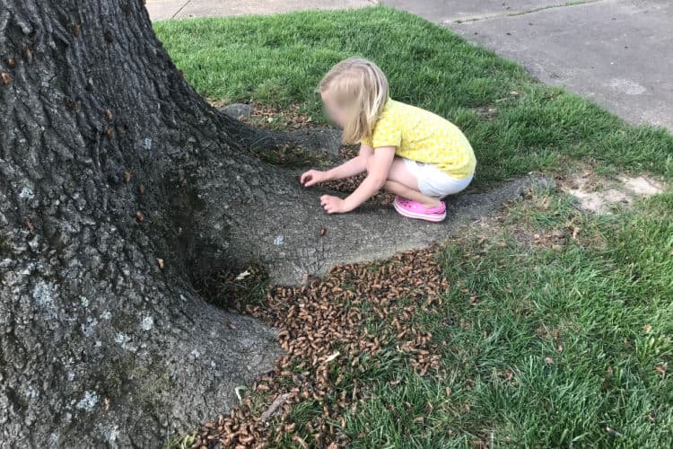 Young girl playing with cicadas near a large tree and a pile of cicada exoskeletons.
