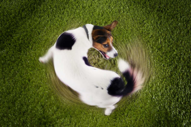 Photo of a dog chasing his tail. The Chase Pay Over Time fee can be confusing. I've created a Chase Pay Over Time calculator to help consumers make the best decision with their money. 