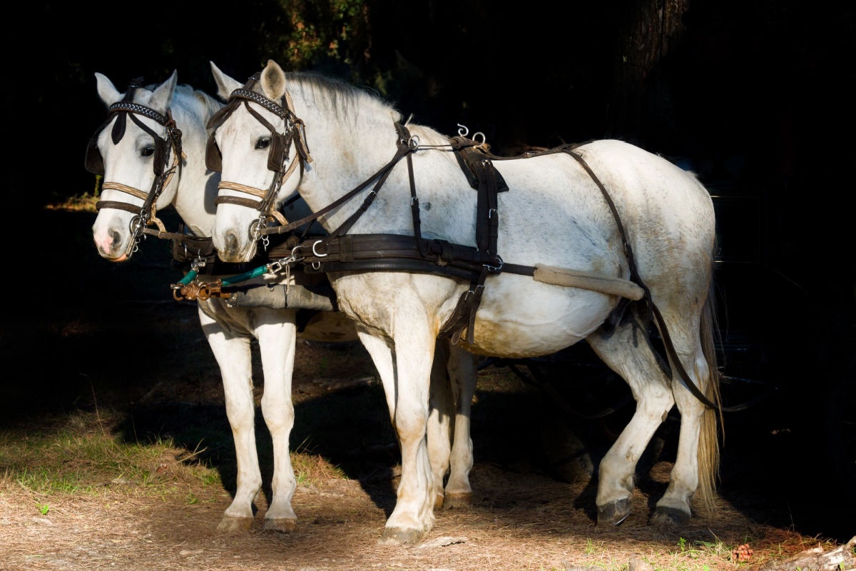 Image of workhorses