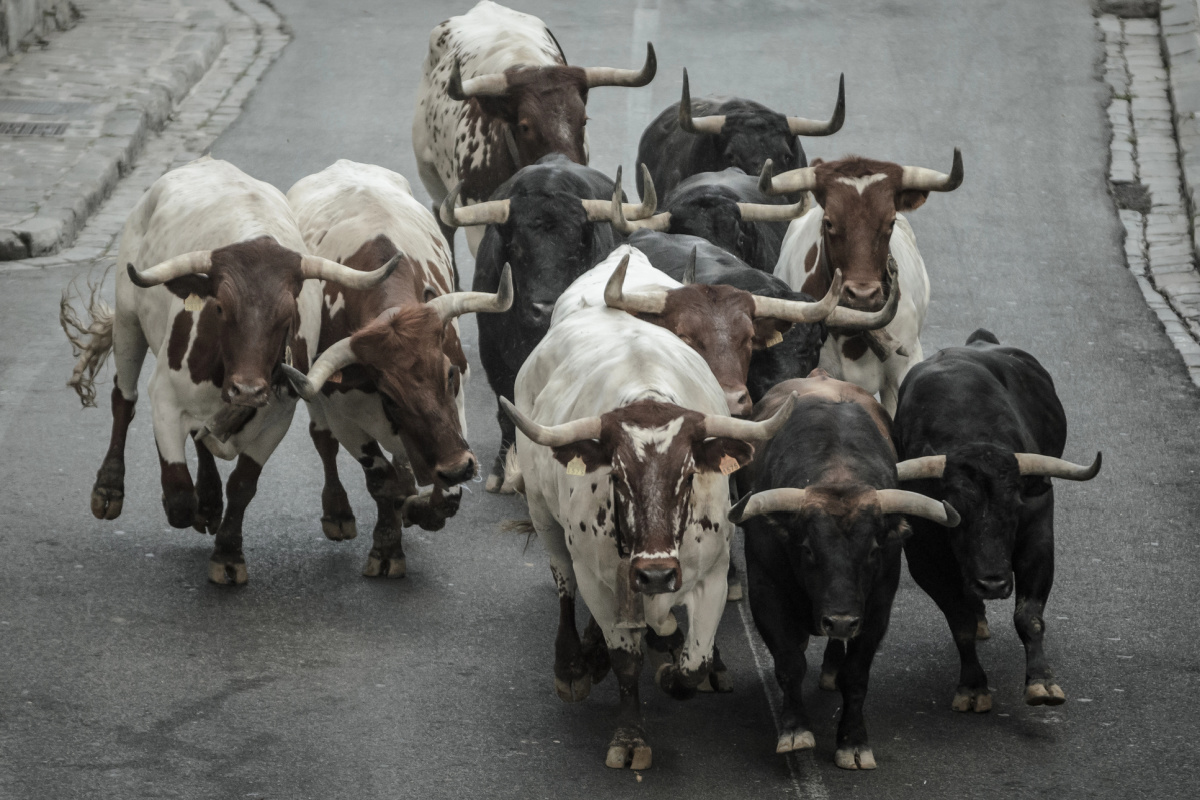 Image of bulls running down a street. 